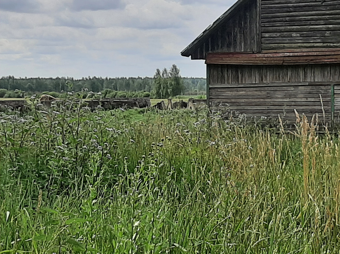 Koka ēka un augsta zāle ap to.