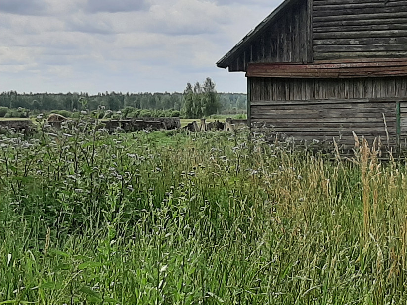 Koka ēka un augsta zāle ap to.