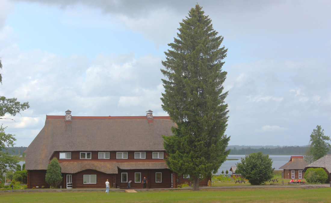 Beautiful landscape with wooden building and tall spruce.