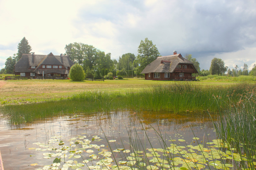 Pond with water lilies and grass.