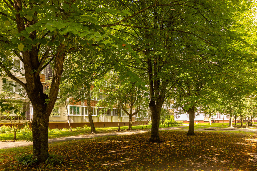 Trees with leaves in a residential yard.