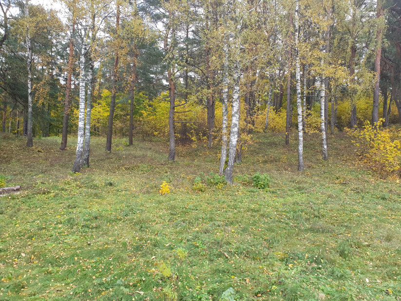 Rudens mežs ar bērziem un krāsainām lapām.