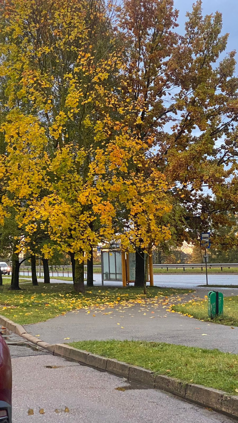 Autumn trees near a bus stop.