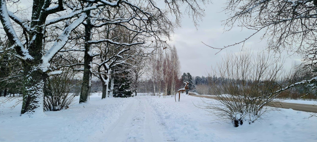 Snow-covered trees by a quiet path.