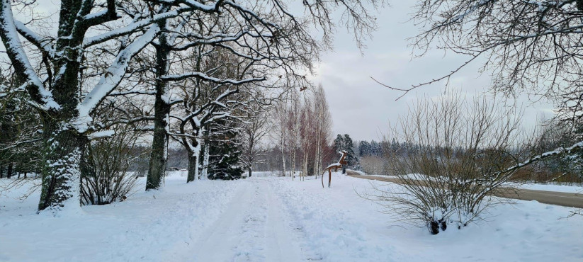 Snow-covered trees by a quiet path.