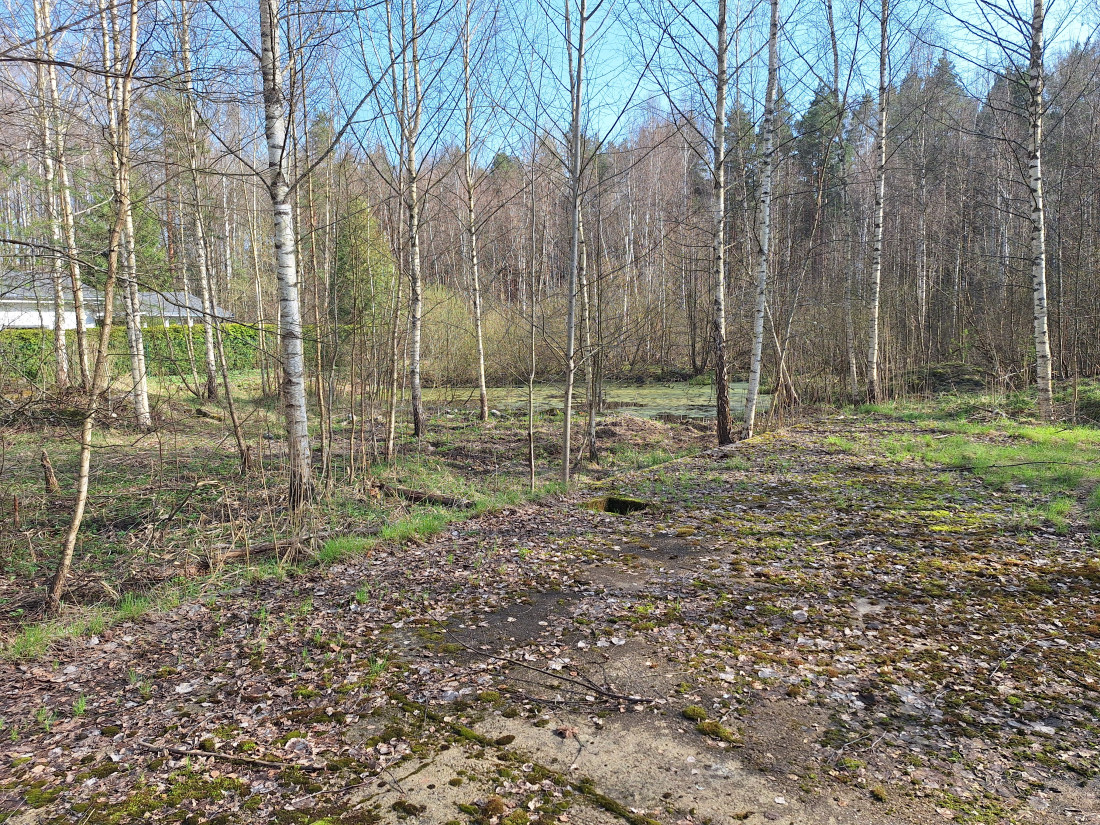 Pavasara ainava ar koku siluetiem