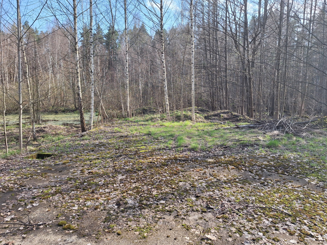 Skats uz mežu un pļavu pavasarī