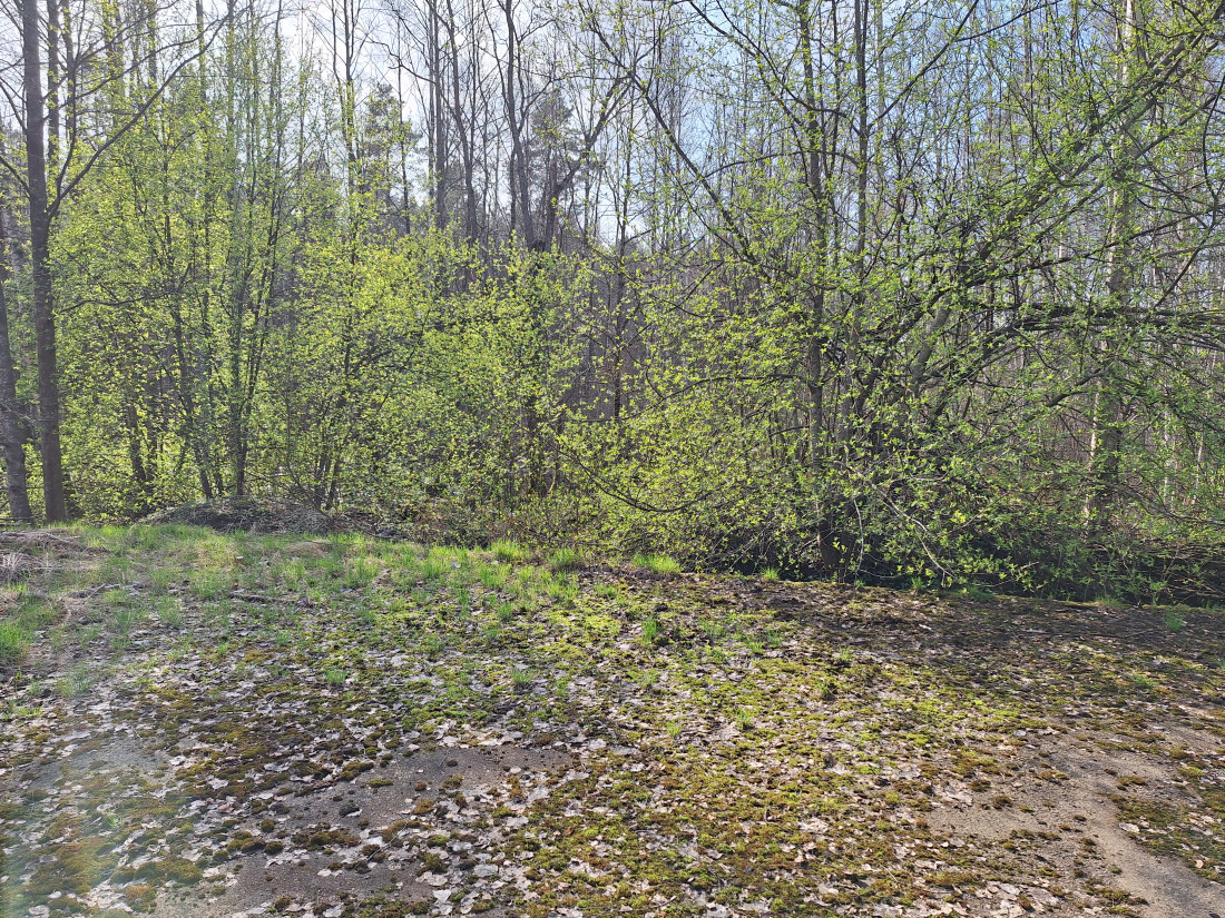 Saules apgaismots mežs un pļava