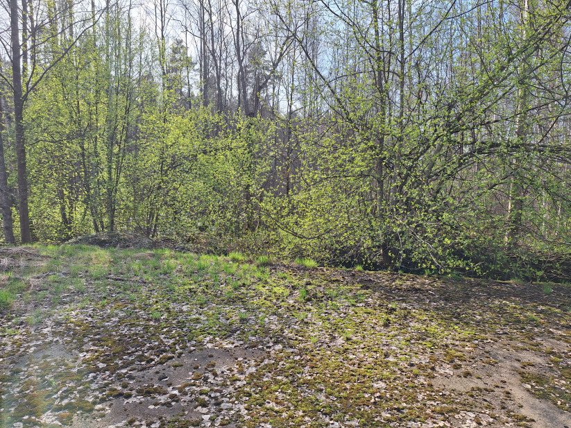 Saules apgaismots mežs un pļava