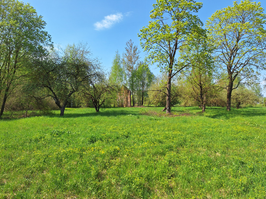 Zaļš parks ar koku rindām