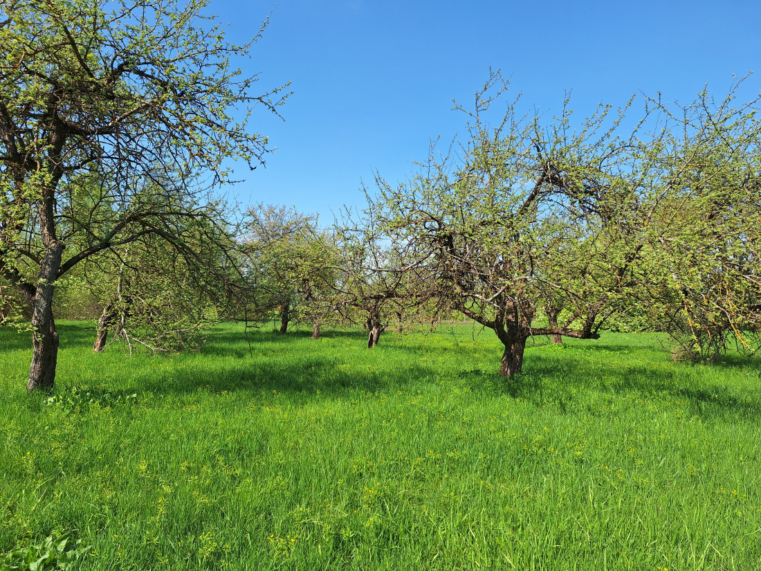 Zaļš parks ar koku rindām