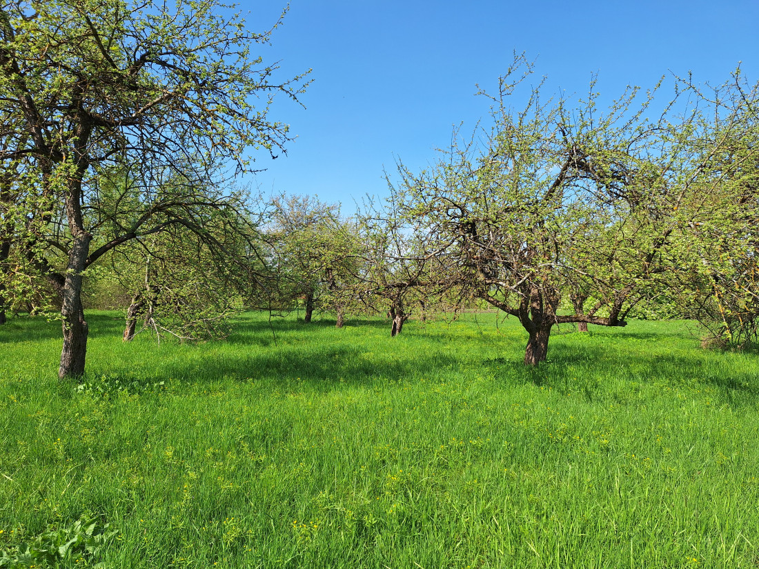 Zaļš parks ar koku rindām