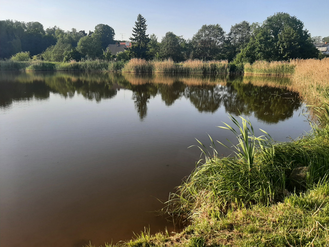 Beautiful pond surrounded by green bushes.