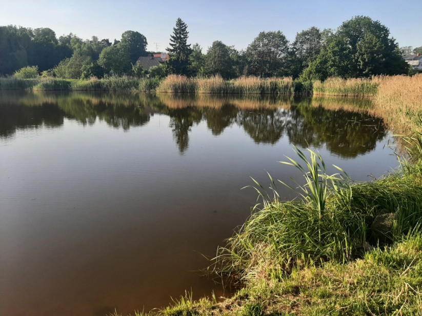 Beautiful pond surrounded by green bushes.
