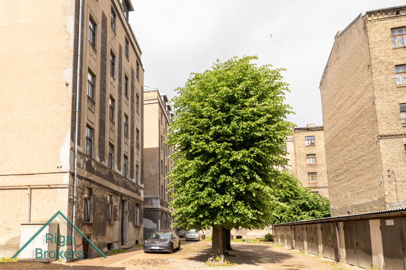 Tree in a courtyard surrounded by buildings.