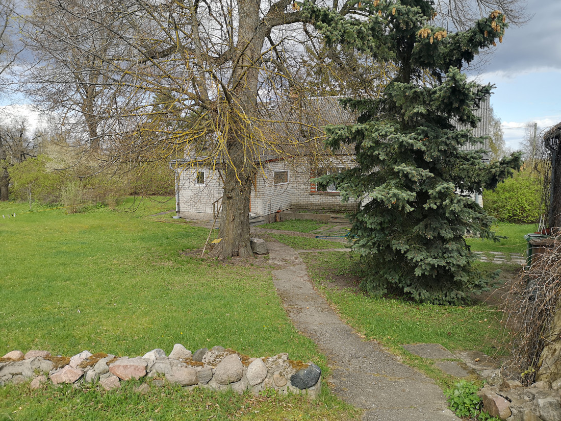 Privātmājas pagalms ar lielu koku.
