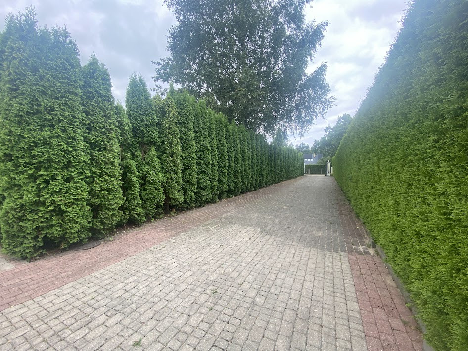 Bruģēts ceļš ar dzīvžogu abās pusēs.
