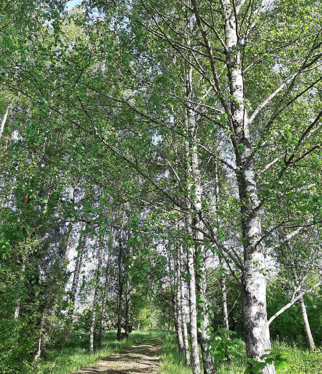 Birch forest path on a sunny day.
