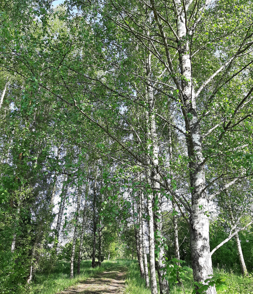 Birch forest path on a sunny day.